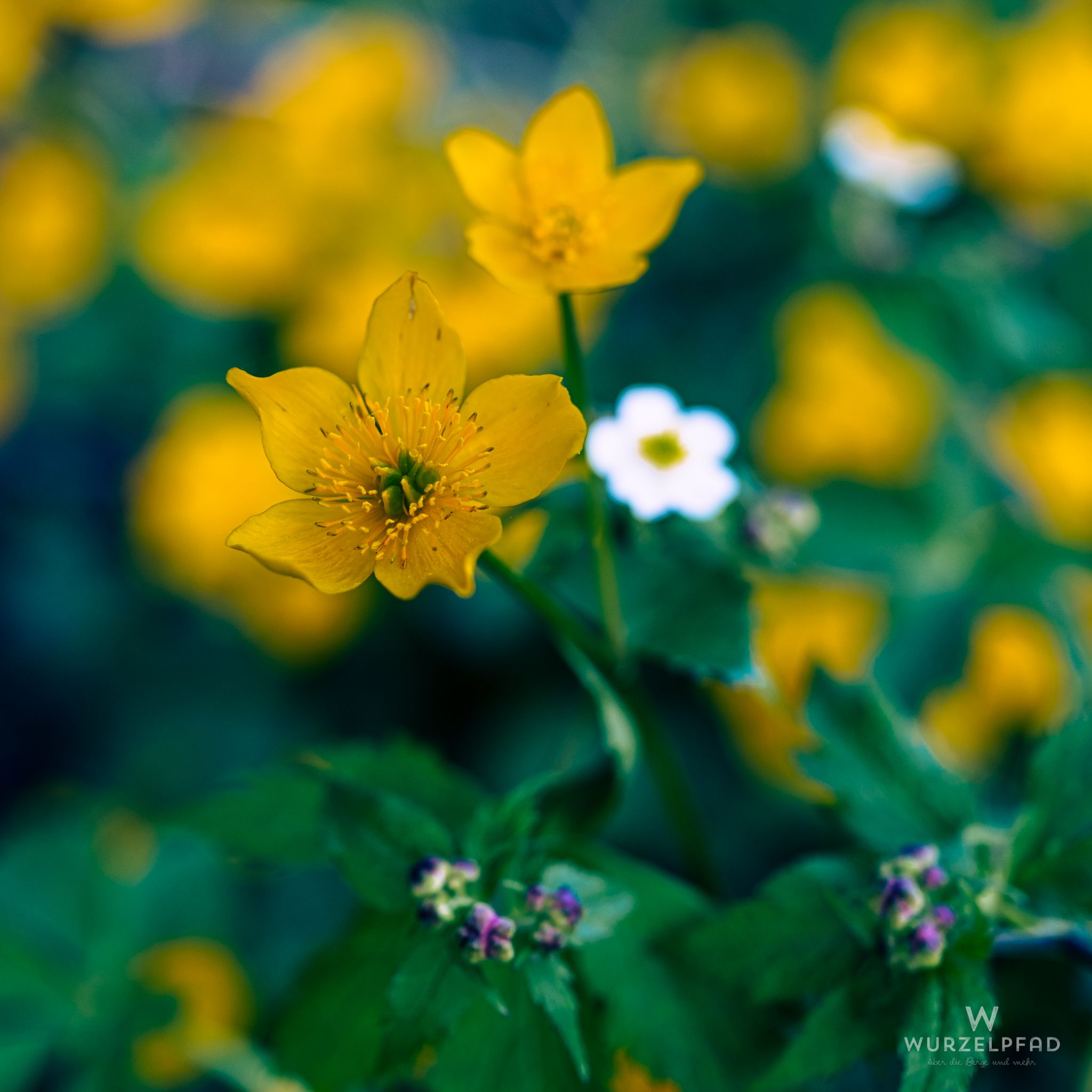 Sumpfdotterblumen am Weg